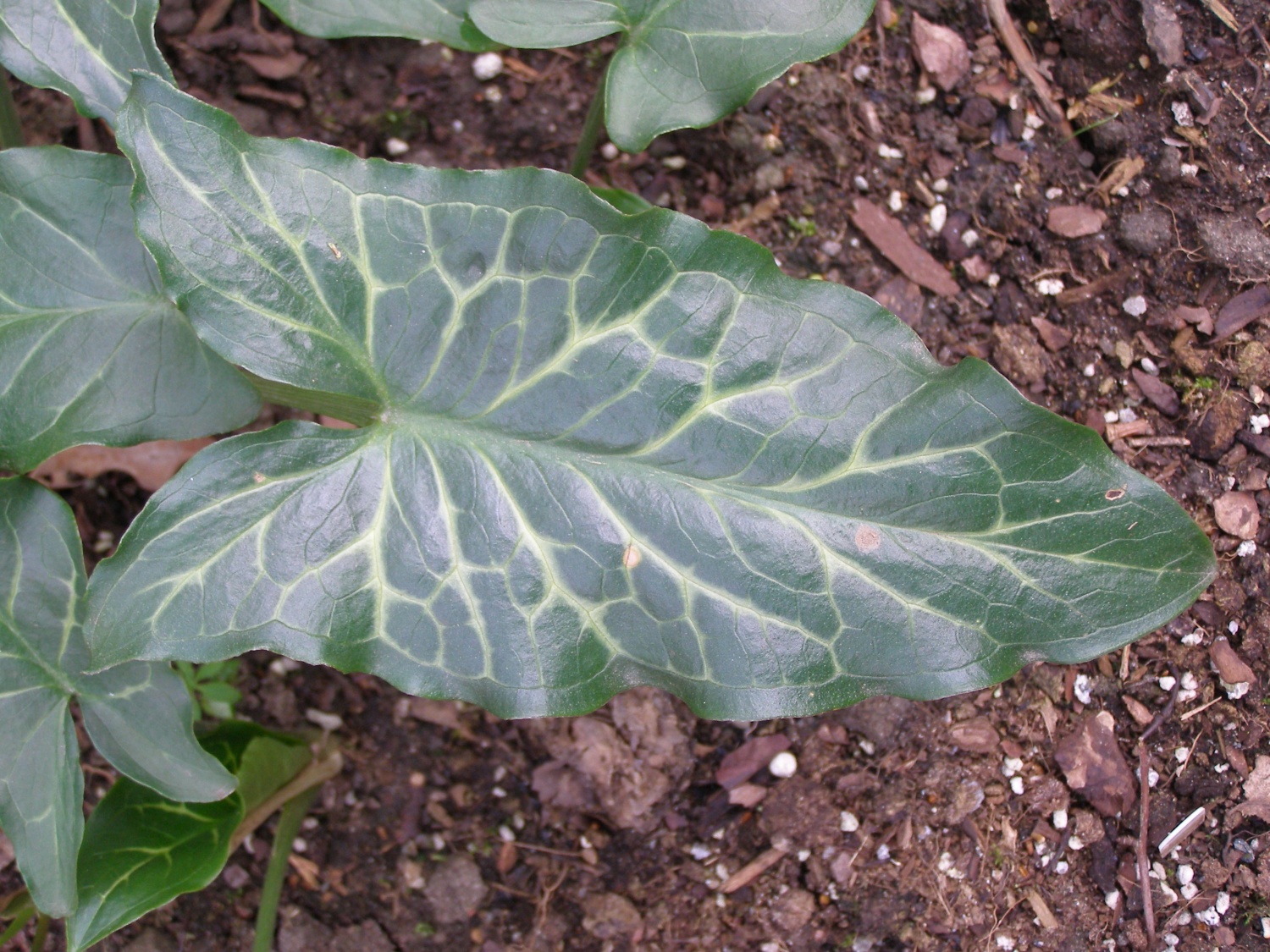 Arum italicum subsp. italicum 'XXL'